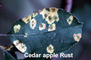 Cedar Apple Rust on leaf