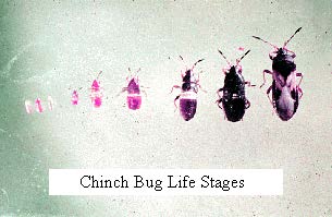 cinch bugs