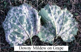 downy mildew on grapes