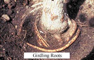 girdling roots
