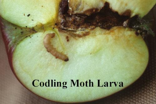Codling moth larvae on apple