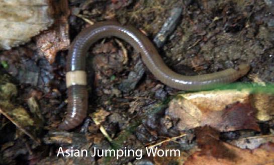 asian jumping worm