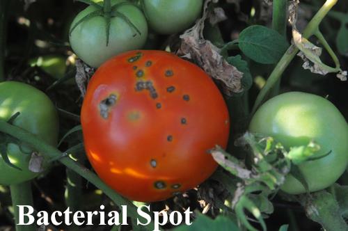 bacterial spot of tomato