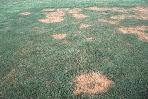brown patch on turf