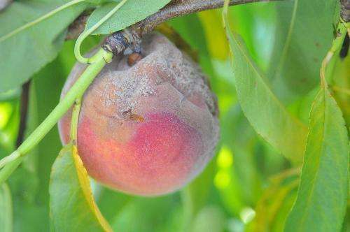 brown rot of peach