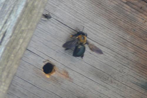 Carpenter bee on untreated wood