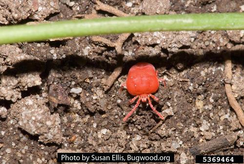 Red Chigger on dirt