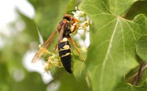 Cicada Killer Wasp on Leaf