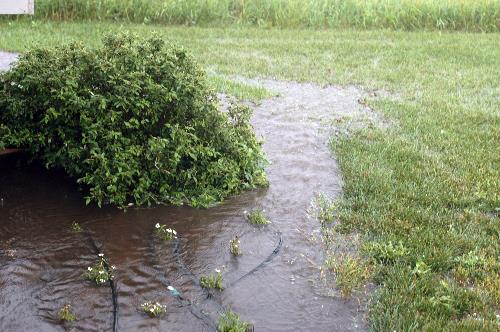 flooding in turf