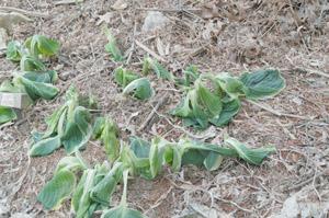 Freeze and frost damage on plants
