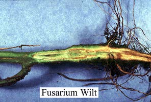 fusarium wilt