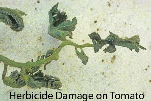 herbicide damage on plants