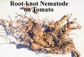 Neamtodes on plant roots