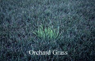 orchard grass