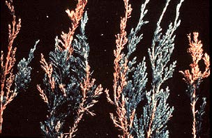 Phomopsis tip blight of juniper