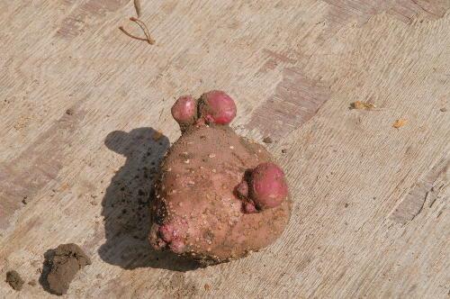 potato secondary growth