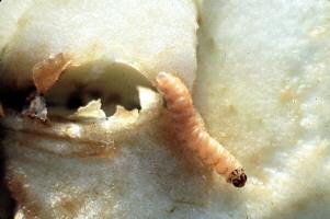 codling moth larvae