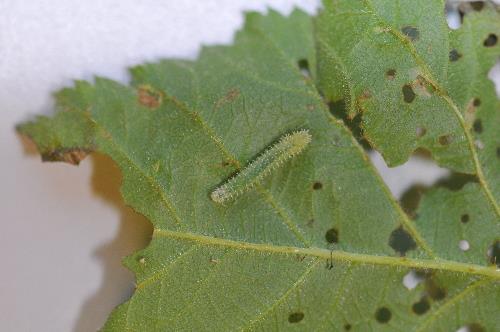 rose slug on leaf