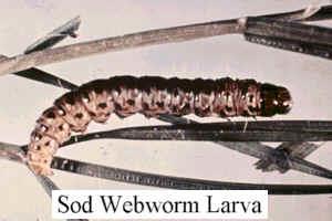 sod webworm