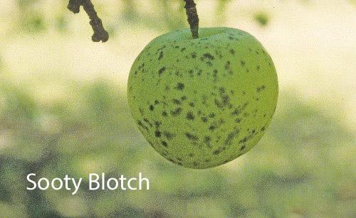 sooty blotch on apples