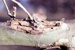 Sycamore Anthracnose