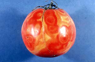 spotted wilt virus on tomato fruit