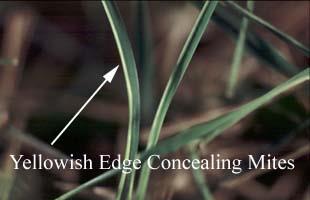 zoysiagrass and bermuda grass mites