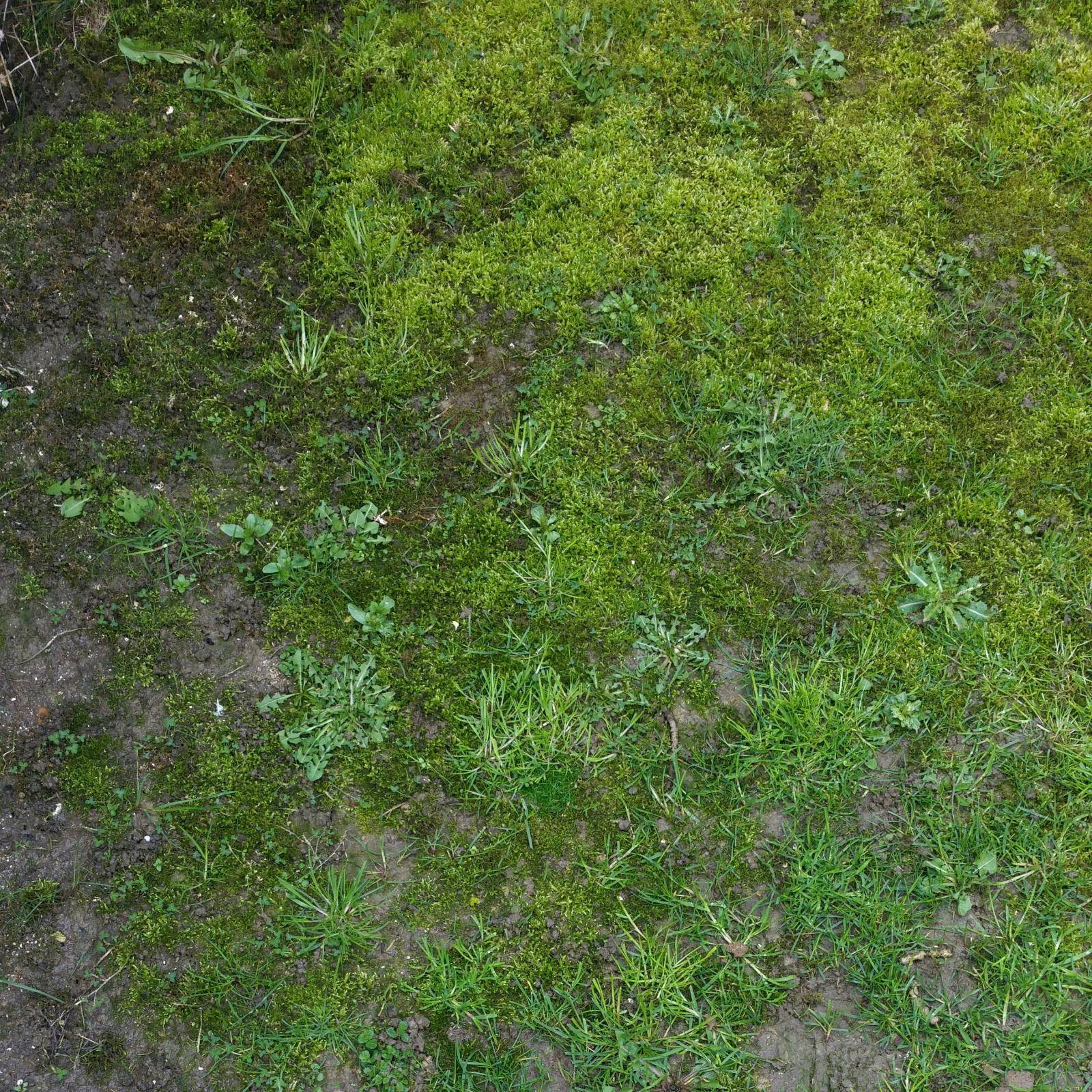Algae and moss on turf