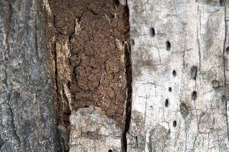 borers in trees