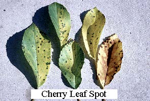 cherry leaf spot