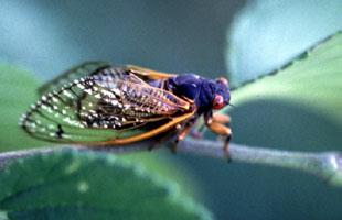17 year Cicada on Leaf