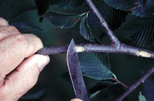 dutch elm disease