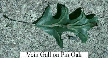 gall on leaf