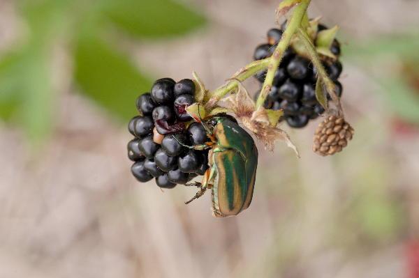 green june beetle on blackberry