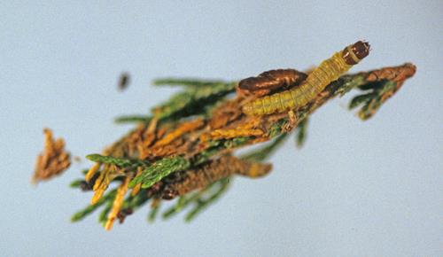 juniper webworm