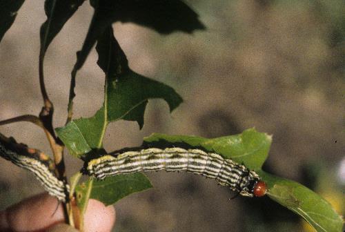 mapleworm