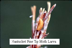 nantucket pine tip moth larva