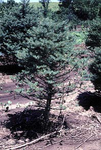 rhizosphaera needle cast of spruce