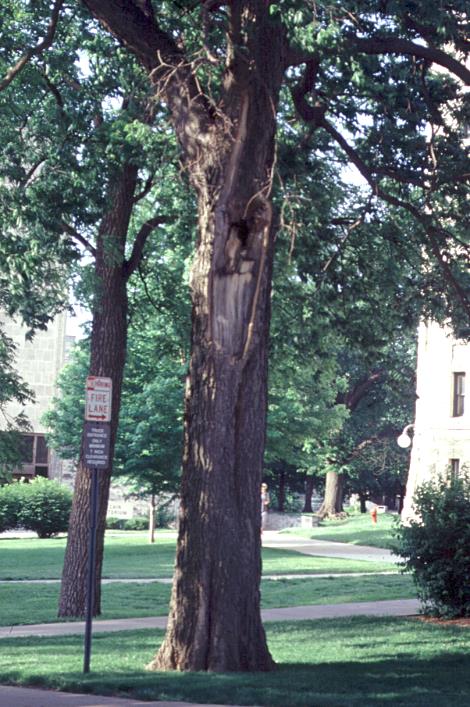 trees with cavities